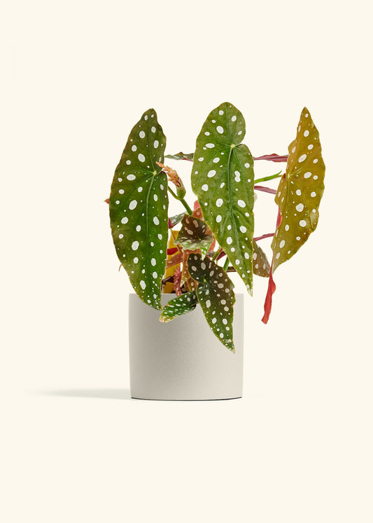 Begoia Maculata in a 6 inches Oat Classic Cylinder Planter 