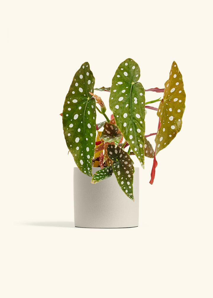 Begoia Maculata in a 6 inches Oat Classic Cylinder Planter 