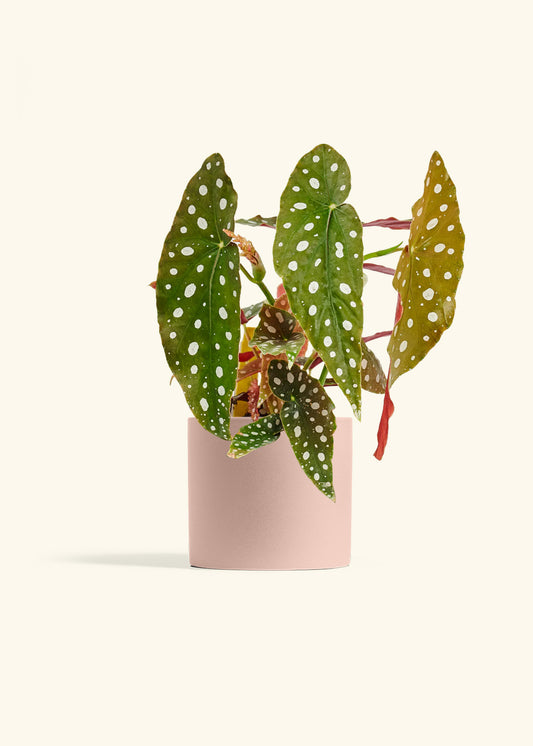 Begoia Maculata in a 6 inches Pink Classic Cylinder Planter 