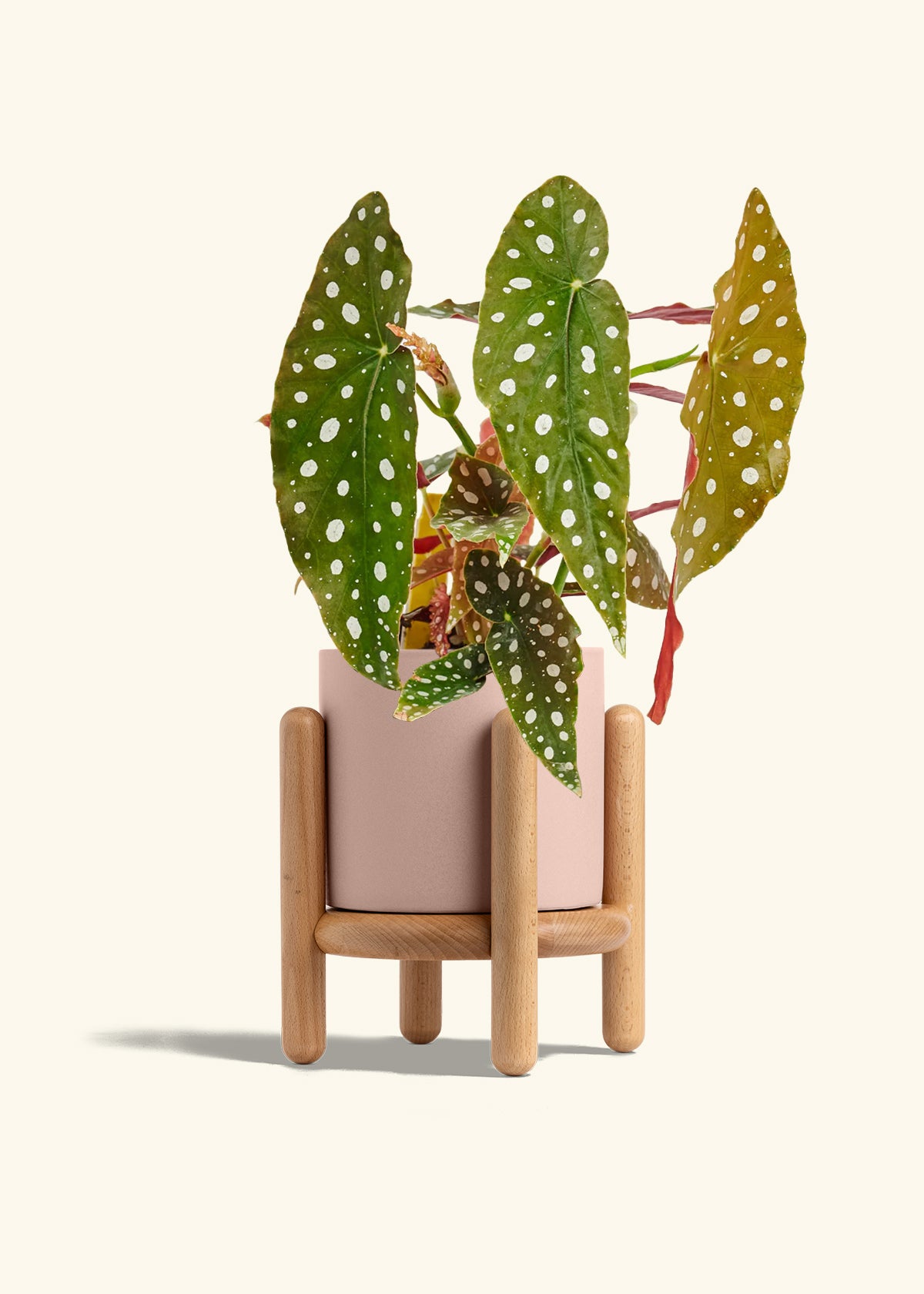 Begoia Maculata in a 6 inches Charcoal Classic Cylinder Planter 