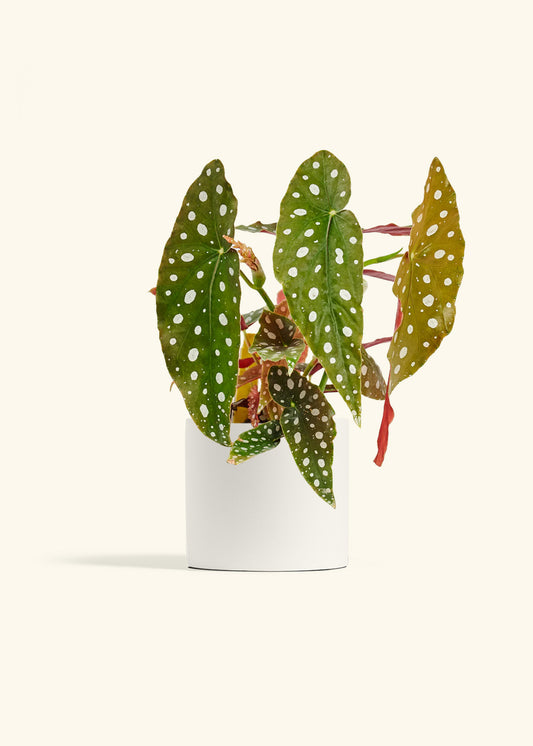 Begoia Maculata in a 6 inches White Classic Cylinder Planter 