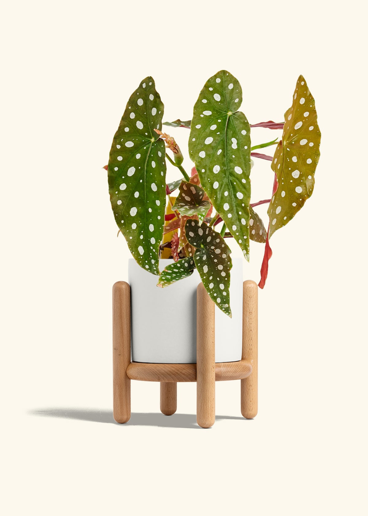 Begoia Maculata in a 6 inches White Classic Cylinder Planter in a Beech Wood Stand