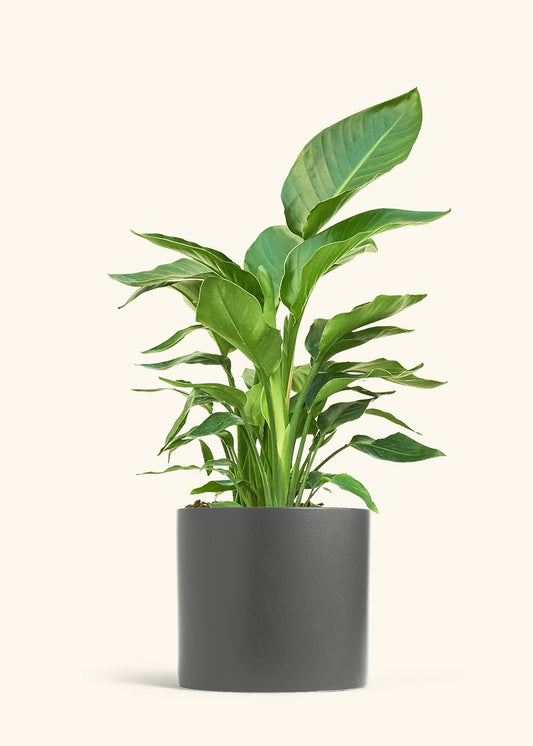 White Bird of Paradise in a 10 inches Charcoal Classic Cylinder Planter 