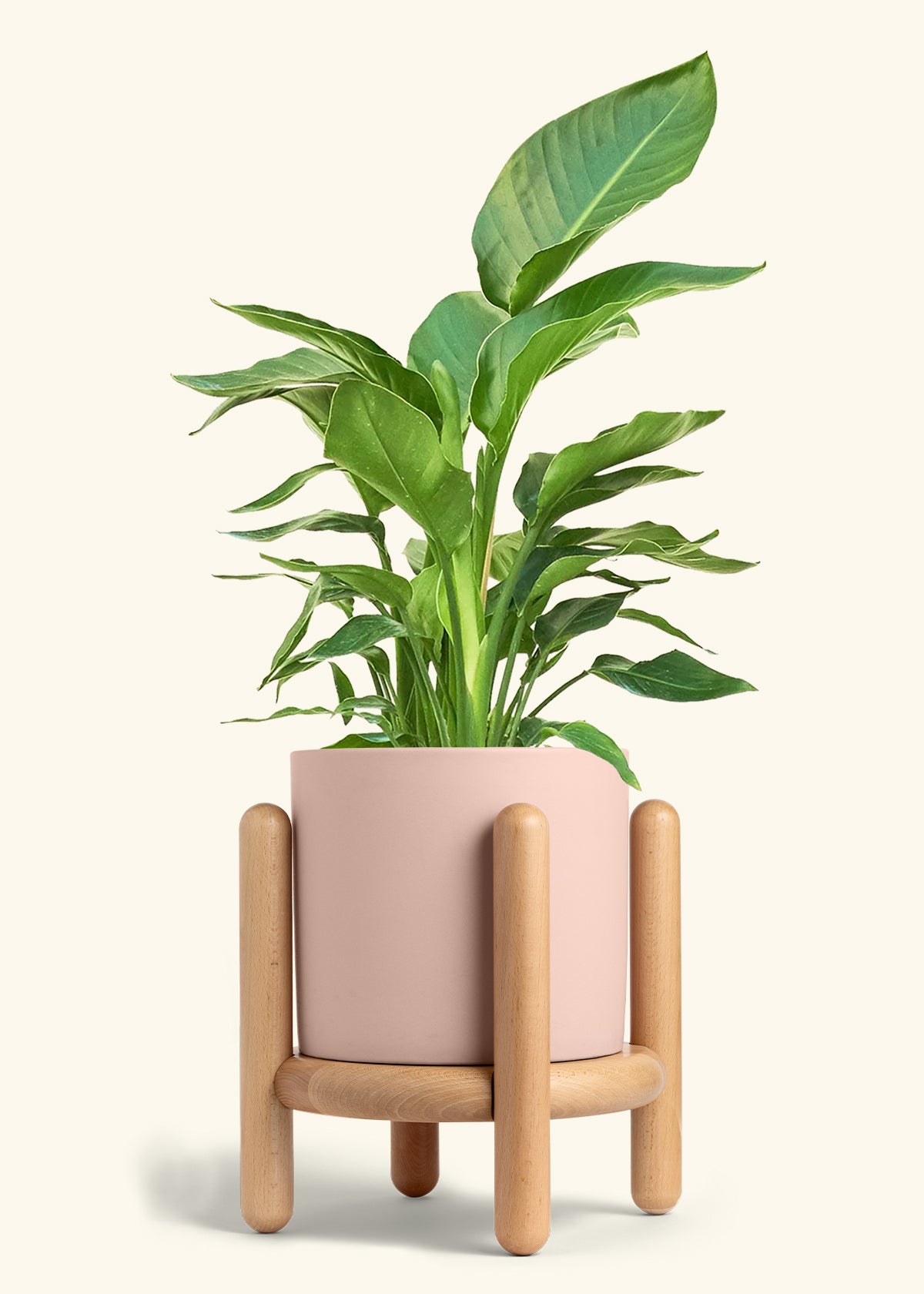 White Bird of Paradise in a 10 inches Pink Classic Cylinder Planter in a Oat Petal Drip Tray
