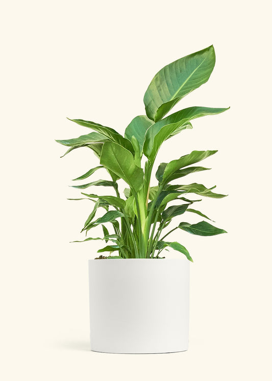White Bird of Paradise in a 10 inches White Classic Cylinder Planter 