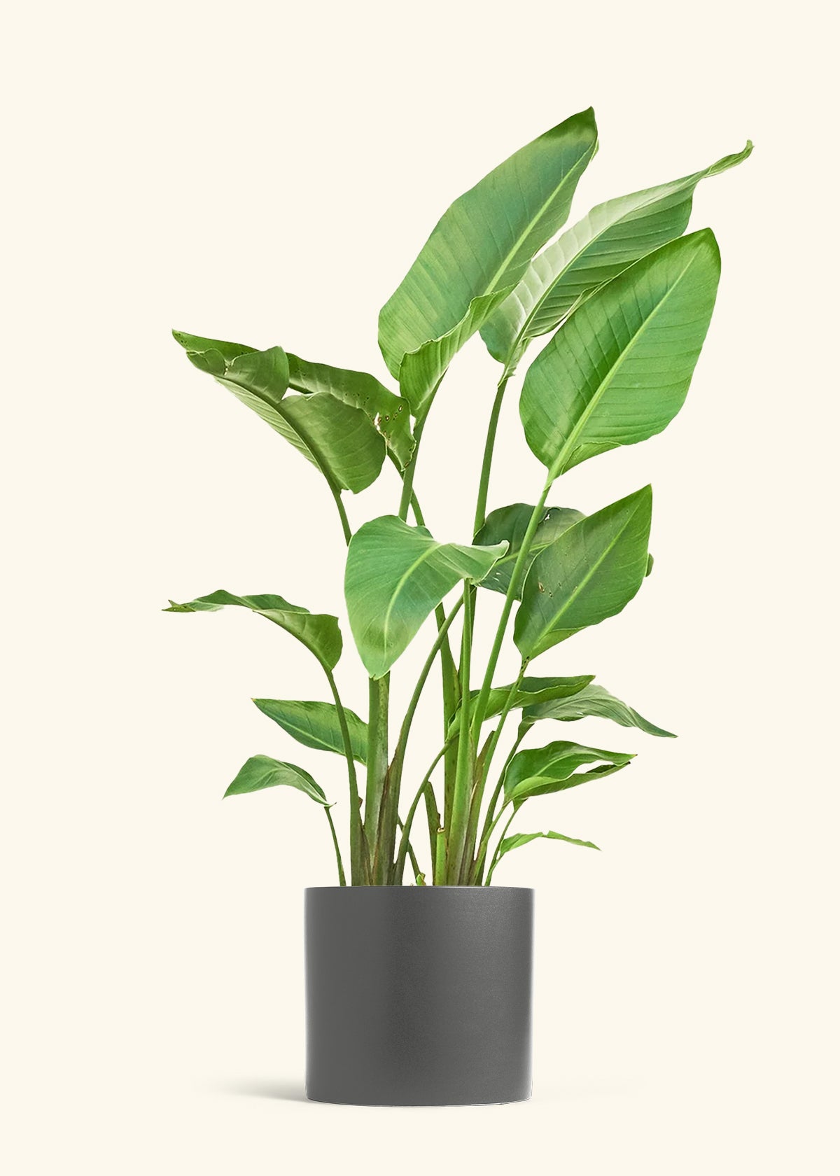 White Bird of Paradise in a 10 inches Charcoal Classic Cylinder Planter 
