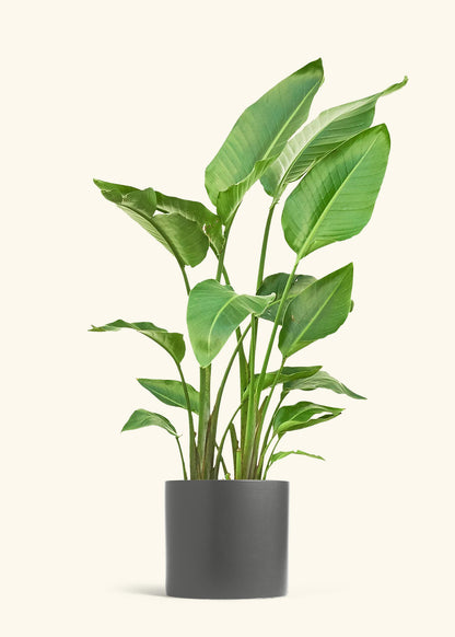 White Bird of Paradise in a 10 inches Charcoal Classic Cylinder Planter 