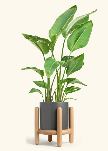 White Bird of Paradise in a 10 inches Charcoal Classic Cylinder Planter in a Beech Wood Stand