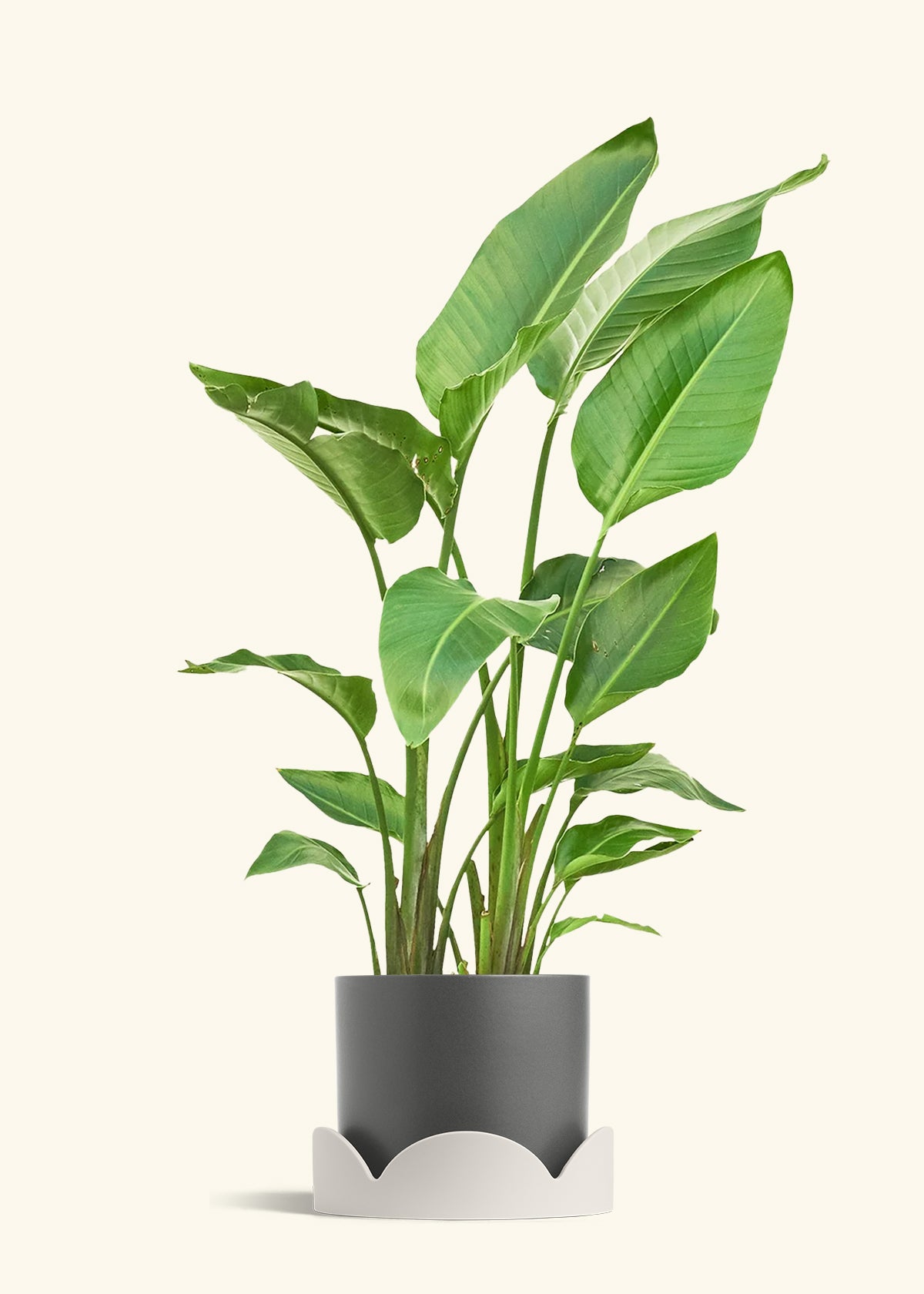 White Bird of Paradise in a 10 inches Charcoal Classic Cylinder Planter in a Oat Petal Drip Tray
