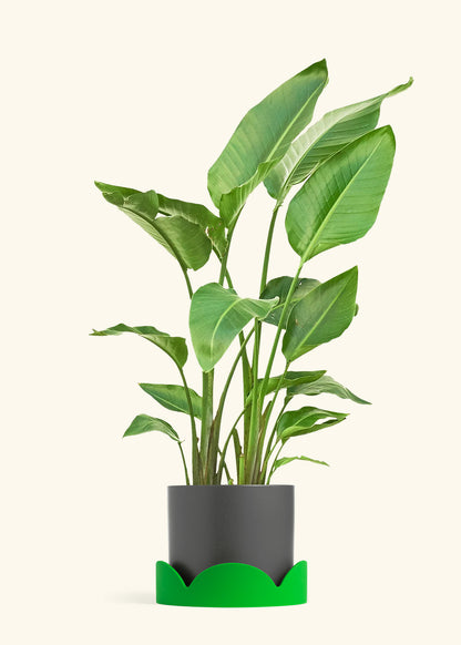 White Bird of Paradise in a 10 inches Charcoal Classic Cylinder Planter in a Shamrock Petal Drip Tray