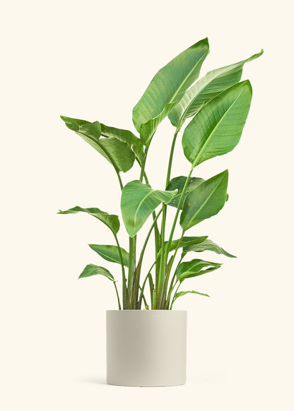 White Bird of Paradise in a 10 inches Oat Classic Cylinder Planter 
