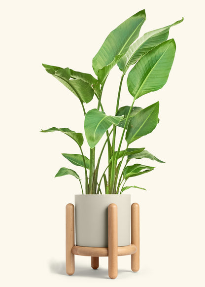 White Bird of Paradise in a 10 inches Oat Classic Cylinder Planter in a Beech Wood Stand