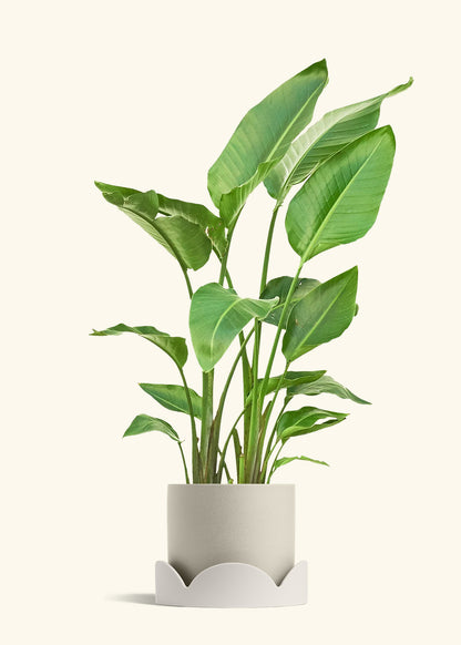 White Bird of Paradise in a 10 inches Oat Classic Cylinder Planter in a Oat Petal Drip Tray