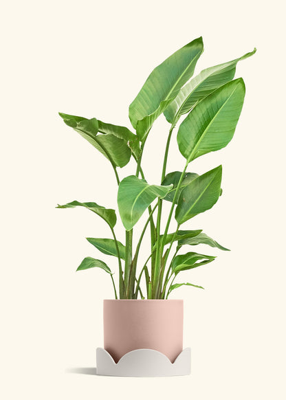 White Bird of Paradise in a 10 inches Pink Classic Cylinder Planter in a Oat Petal Drip Tray