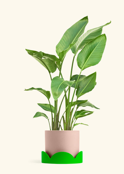 White Bird of Paradise in a 10 inches Pink Classic Cylinder Planter in a Shamrock Petal Drip Tray