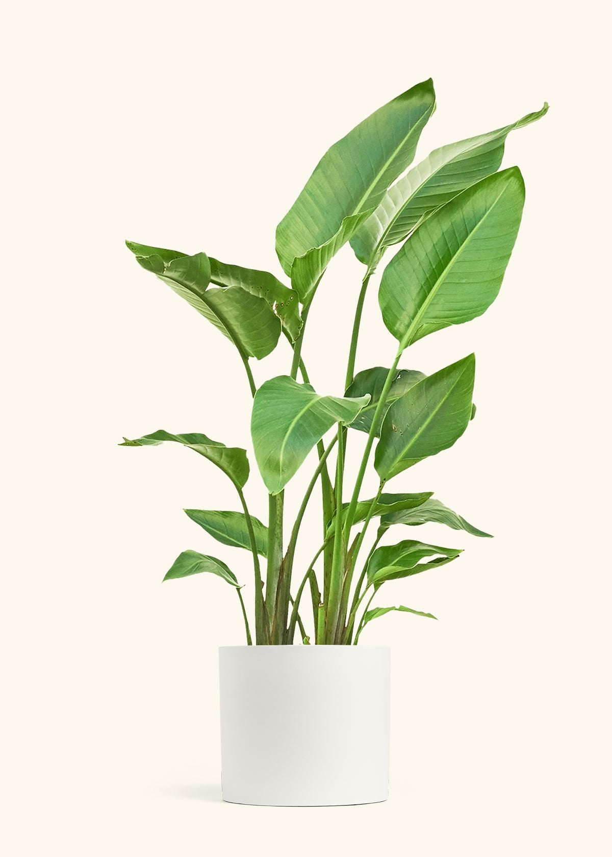 White Bird of Paradise in a 10 inches White Classic Cylinder Planter 