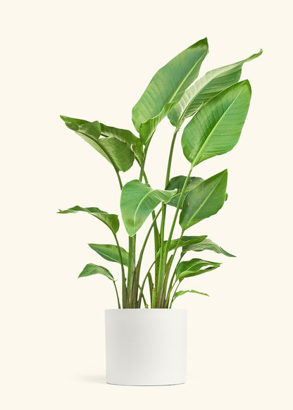 White Bird of Paradise in a 10 inches White Classic Cylinder Planter 