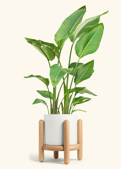 White Bird of Paradise in a 10 inches White Classic Cylinder Planter in a Beech Wood Stand