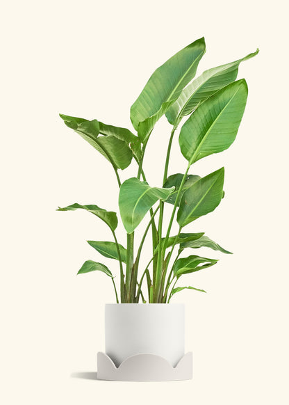 White Bird of Paradise in a 10 inches White Classic Cylinder Planter in a Oat Petal Drip Tray