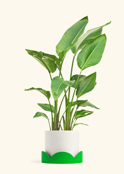 White Bird of Paradise in a 10 inches White Classic Cylinder Planter in a Shamrock Petal Drip Tray