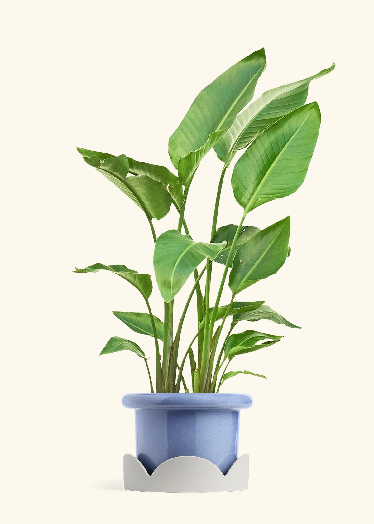 White Bird of Paradise in a 10 inches Fat Lip Blue Planter in a Oat Petal Drip Tray