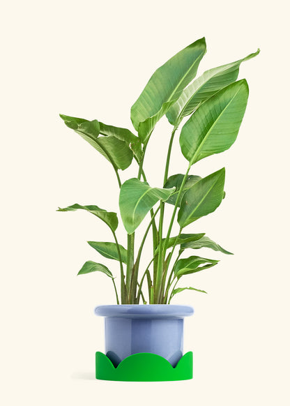 White Bird of Paradise in a 10 inches Fat Lip Blue Planter in a Shamrock Petal Drip Tray