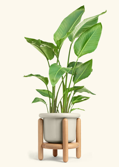 White Bird of Paradise in a 10 inches Fat Lip Oat Planter in a Beech Wood Stand