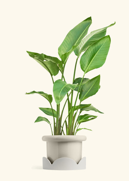 White Bird of Paradise in a 10 inches Fat Lip Oat Planter in a Oat Petal Drip Tray
