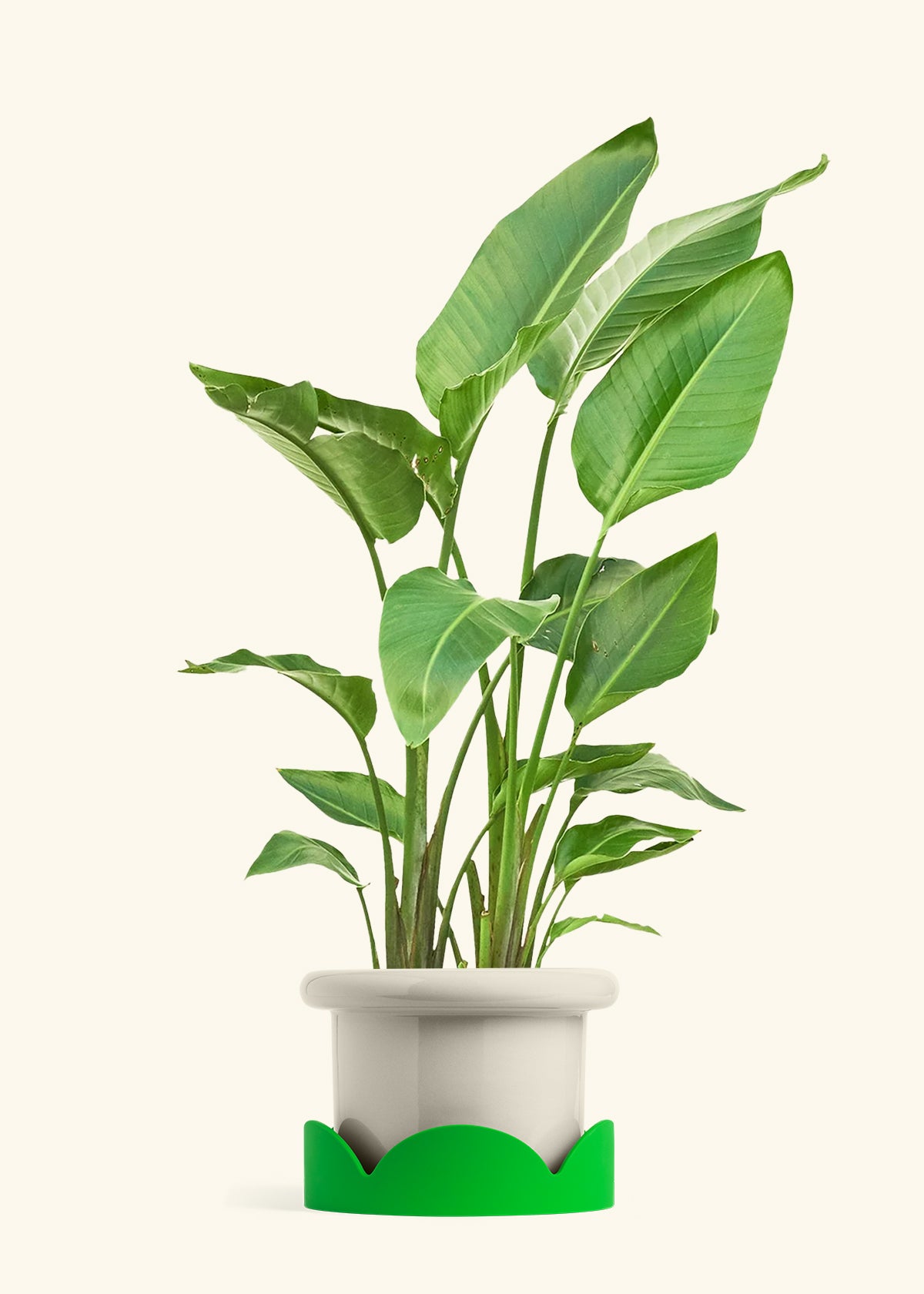 White Bird of Paradise in a 10 inches Fat Lip Oat Planter in a Shamrock Petal Drip Tray