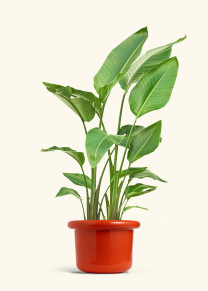 White Bird of Paradise in a 10 inches Fat Lip Red Planter 