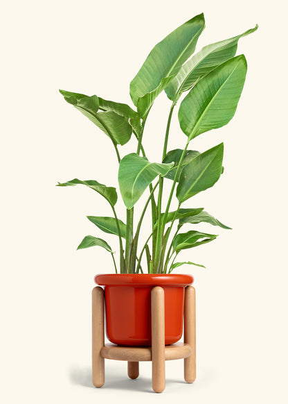 White Bird of Paradise in a 10 inches Fat Lip Red Planter in a Beech Wood Stand