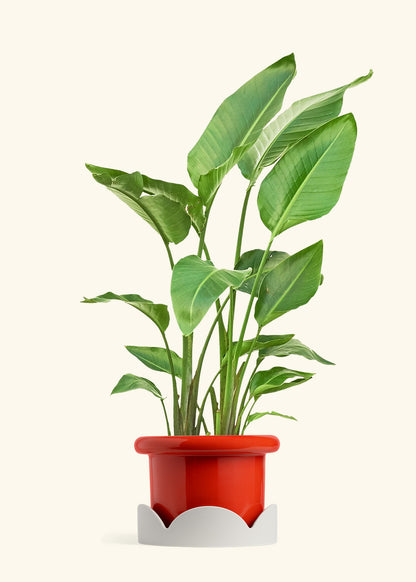 White Bird of Paradise in a 10 inches Fat Lip Red Planter in a Oat Petal Drip Tray