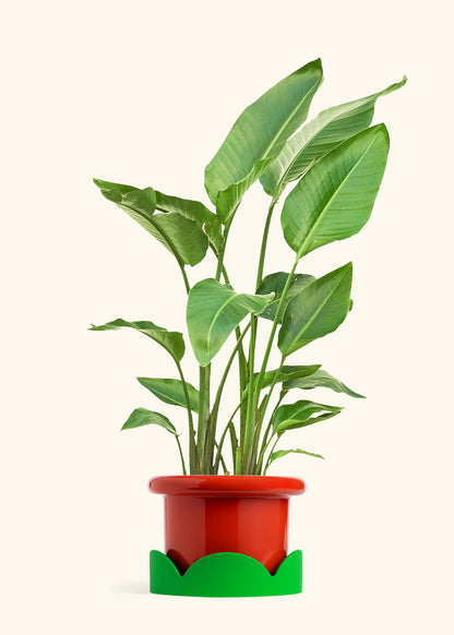 White Bird of Paradise in a 10 inches Charcoal Classic Cylinder Planter in a Shamrock Petal Drip Tray