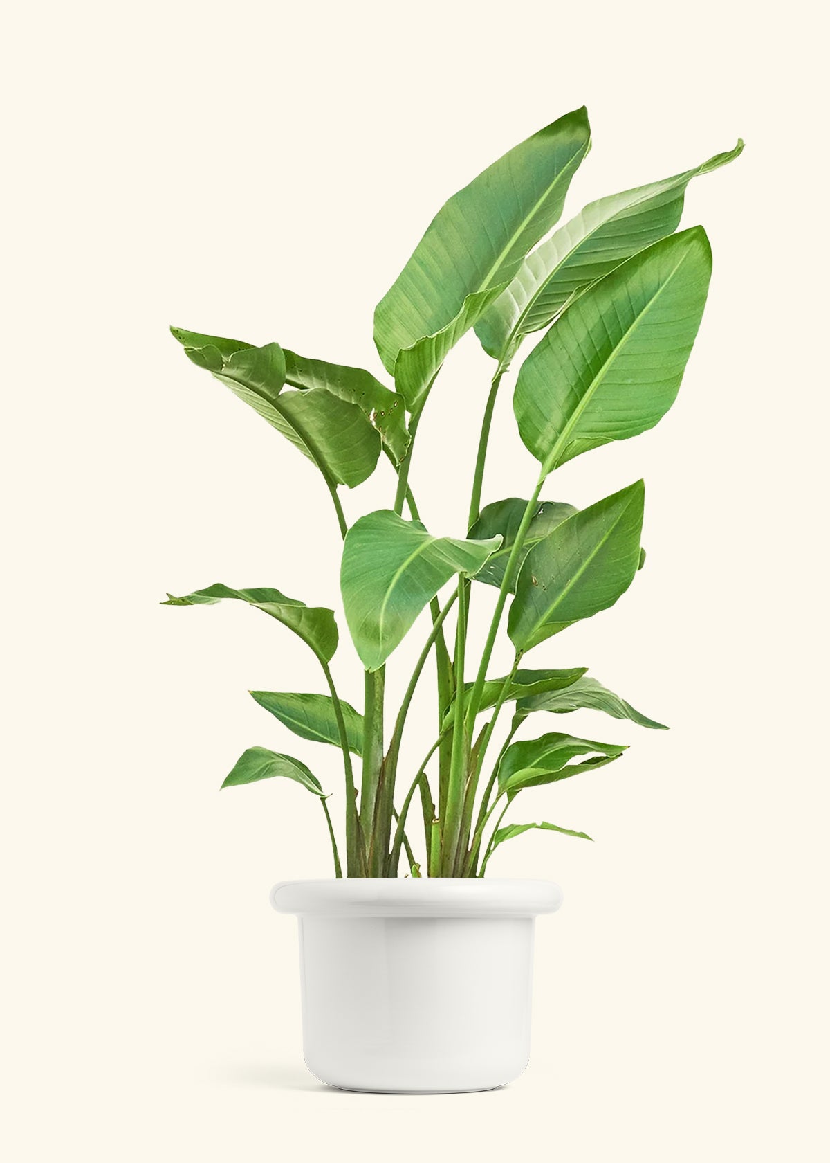 White Bird of Paradise in a 10 inches Fat Lip White Planter 
