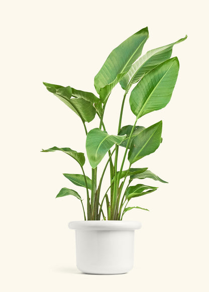White Bird of Paradise in a 10 inches Fat Lip White Planter 