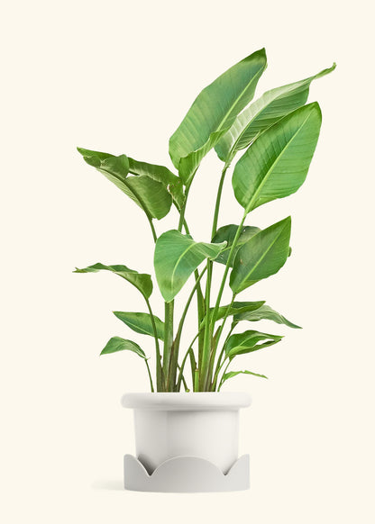 White Bird of Paradise in a 10 inches Fat Lip White Planter in a Oat Petal Drip Tray