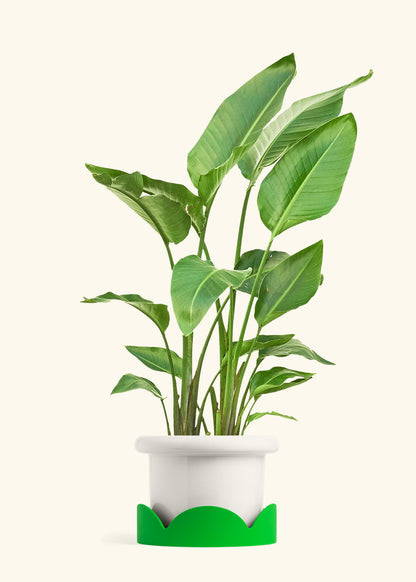 White Bird of Paradise in a 10 inches Fat Lip White Planter in a Shamrock Petal Drip Tray