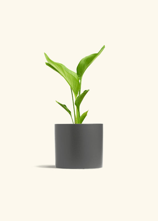 White Bird of Paradise in a 6 inches Charcoal Classic Cylinder Planter 