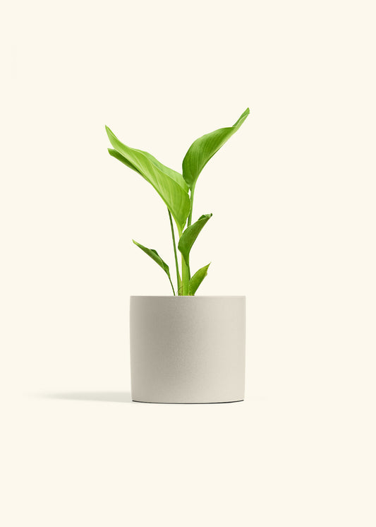White Bird of Paradise in a 6 inches Oat Classic Cylinder Planter 