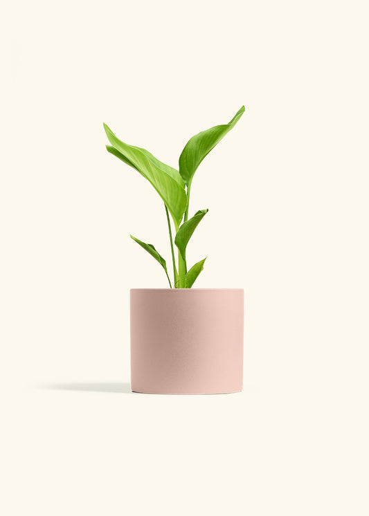 White Bird of Paradise in a 6 inches Pink Classic Cylinder Planter 