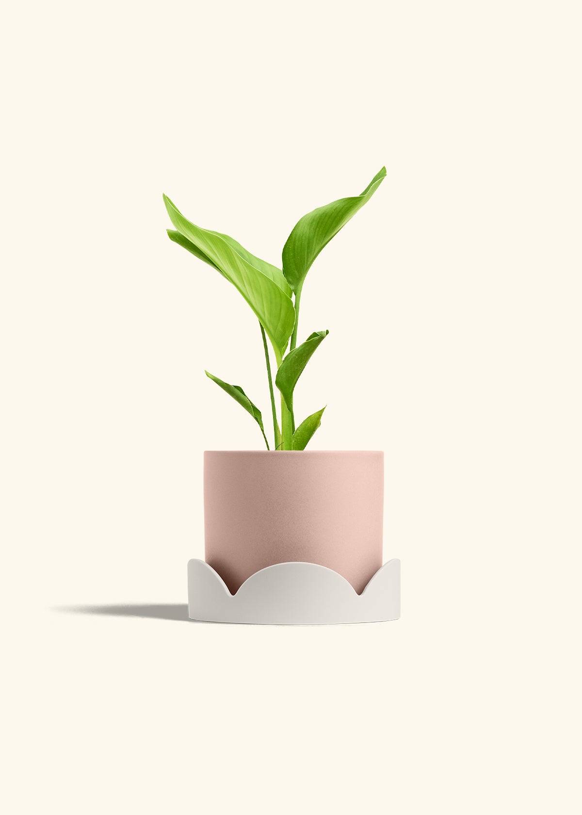 vitamin RHirotaka bird of paradise Medium White Bird of Paradise (Strelitzia nicolai) – Hey Rooted