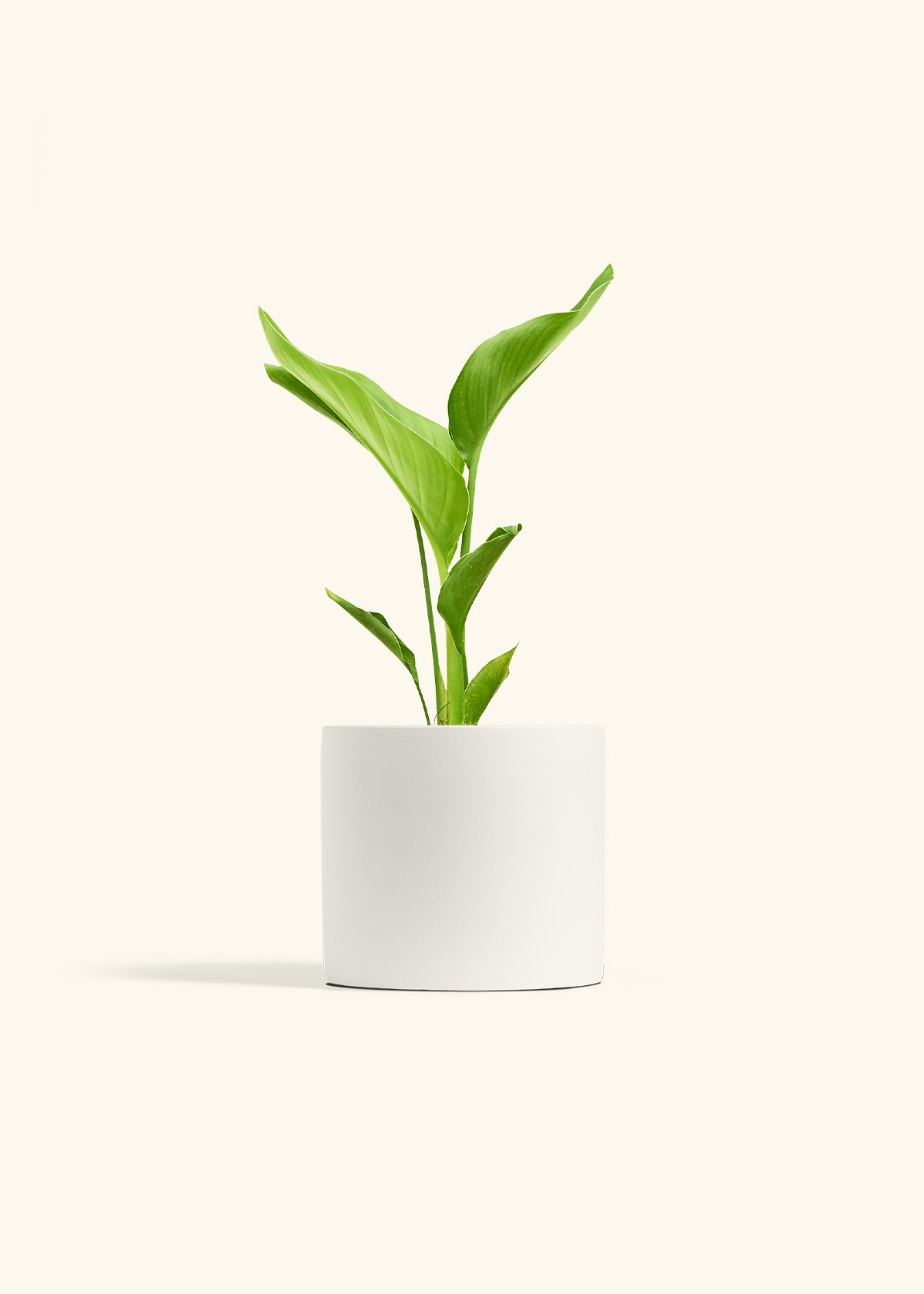送料無料 いくらから White Medium Bird Rooted Hey – nicolai) (Strelitzia Paradise of アクセサリー
