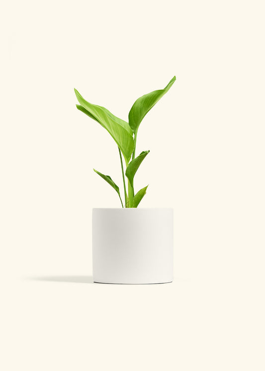 White Bird of Paradise in a 6 inches White Classic Cylinder Planter 