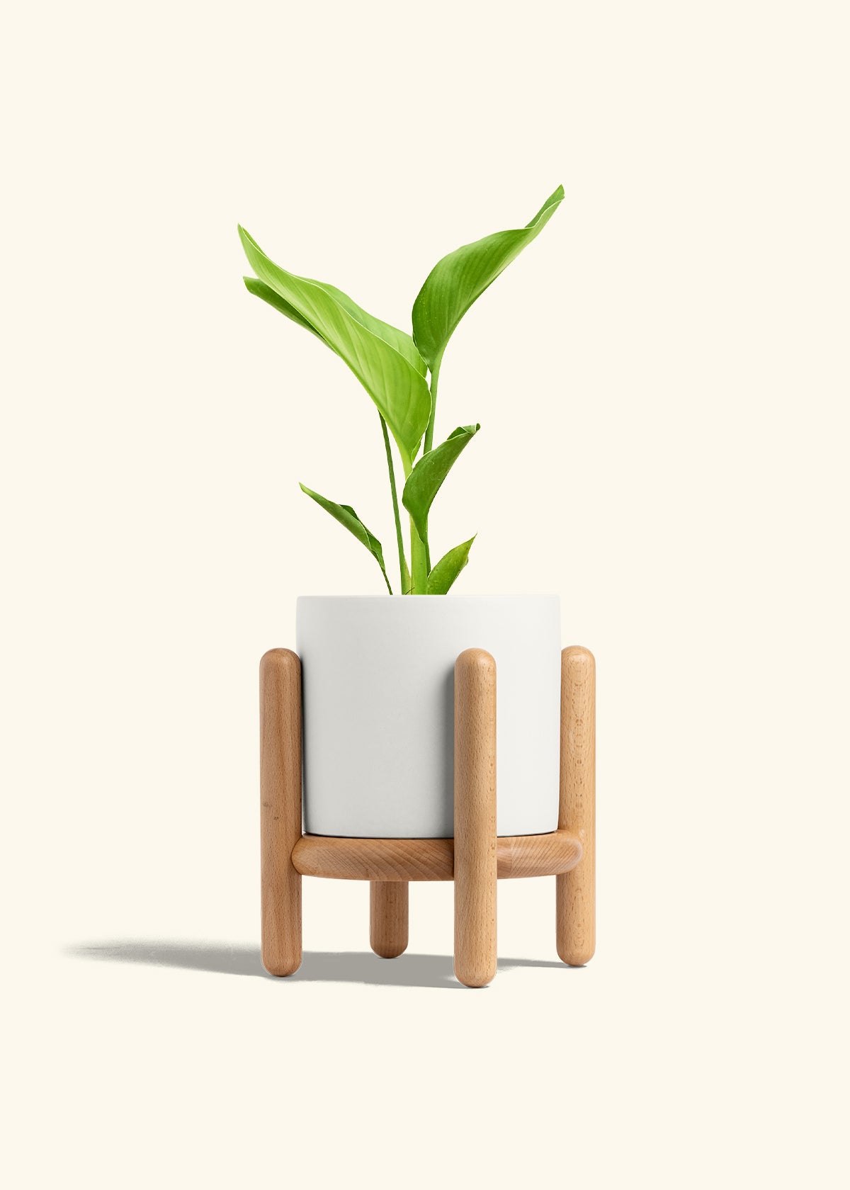 White Bird of Paradise in a 6 inches White Classic Cylinder Planter in a Beech Wood Stand