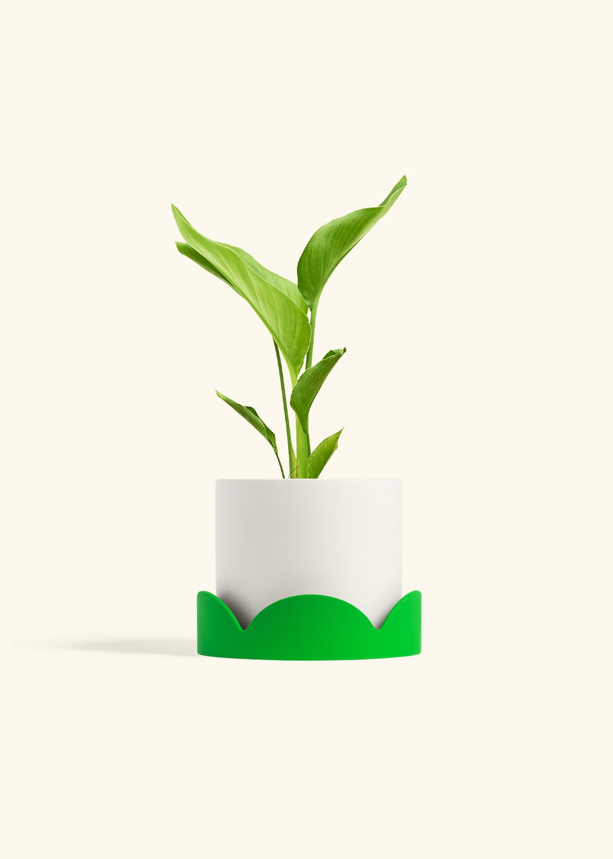 vitamin RHirotaka bird of paradise Greenery Unlimited | Bird of Paradise Care
