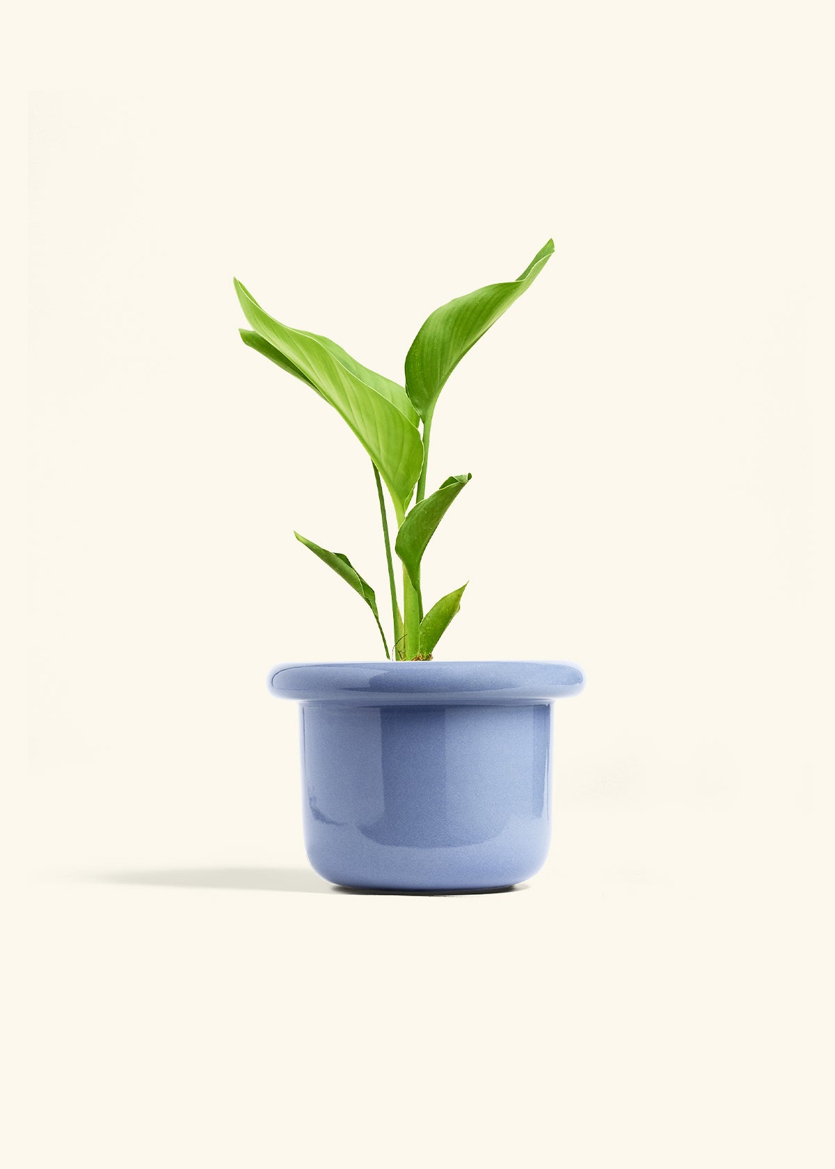 Medium White Bird of Paradise (Strelitzia nicolai) – Hey Rooted