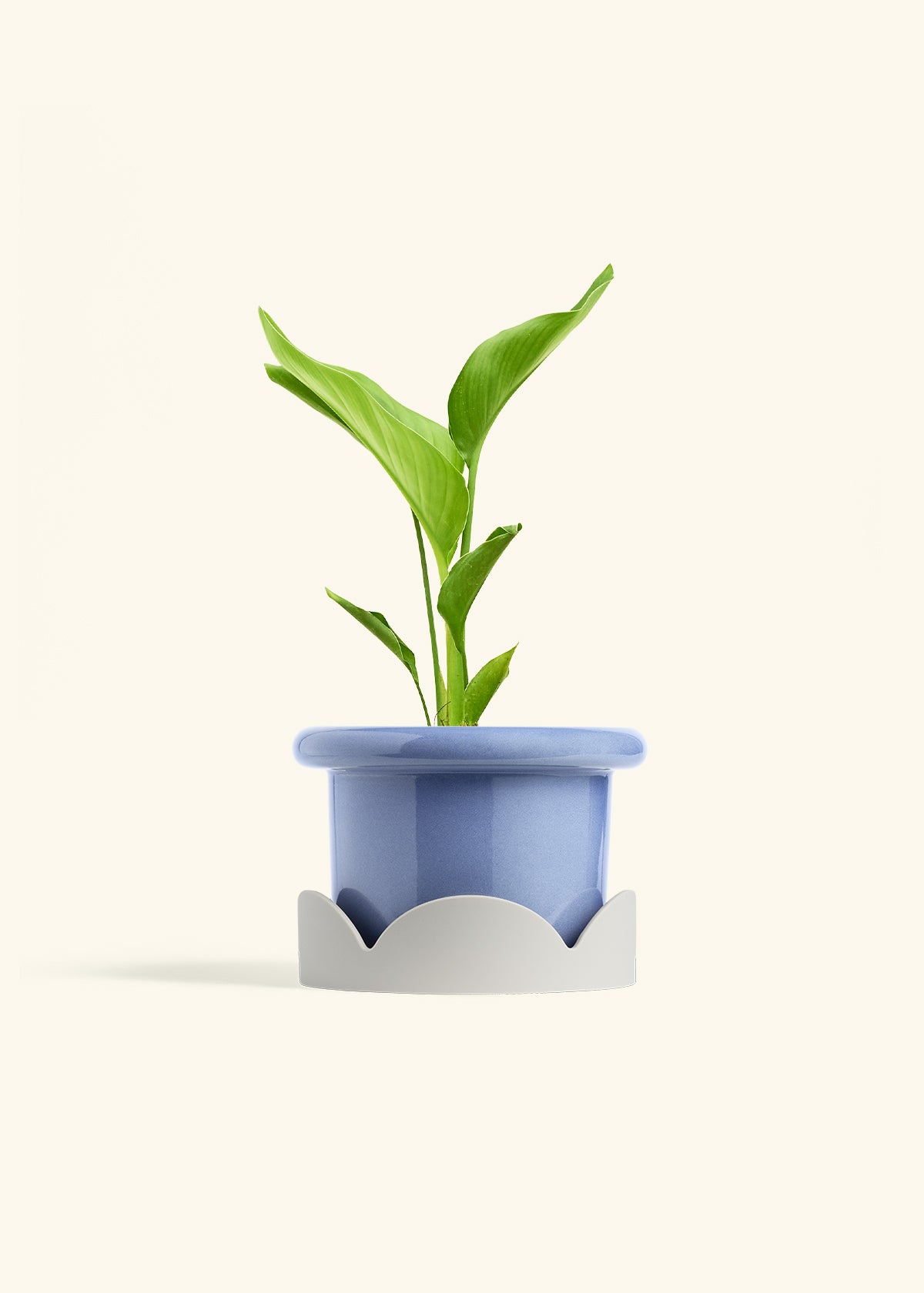 Medium White Bird of Paradise (Strelitzia nicolai) – Hey Rooted