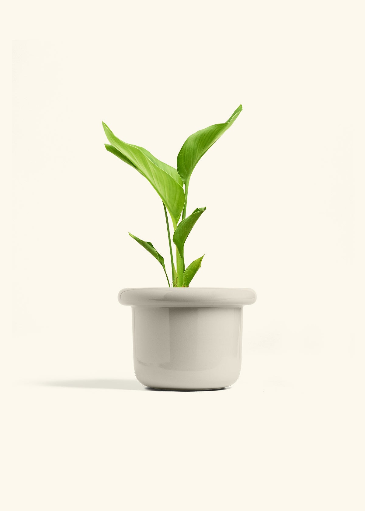 Medium White Bird of Paradise (Strelitzia nicolai) – Hey Rooted