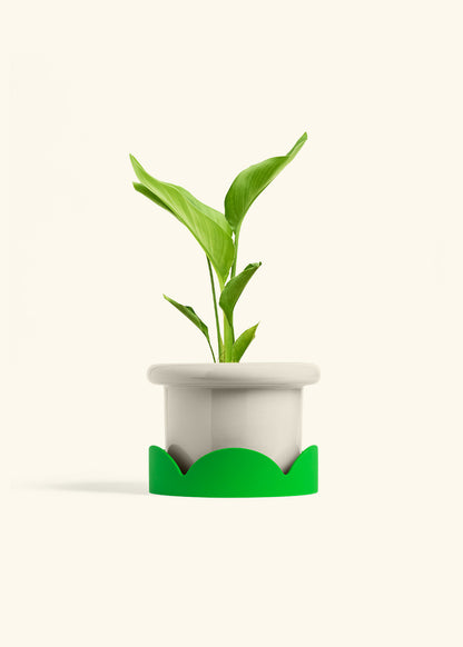 White Bird of Paradise in a 6 inches Fat Lip Oat Planter in a Shamrock Petal Drip Tray