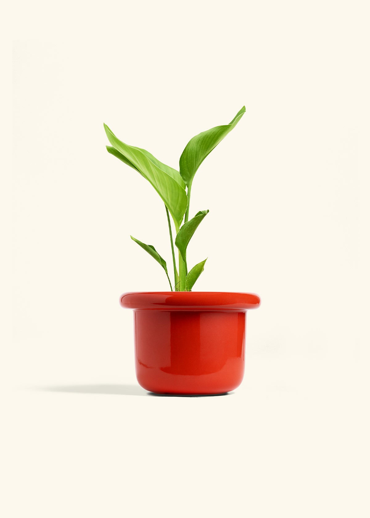 Medium White Bird of Paradise (Strelitzia nicolai) – Hey Rooted